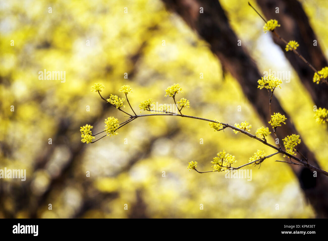 Cornus officinalis fiore primavera sbocciano i fiori Foto Stock