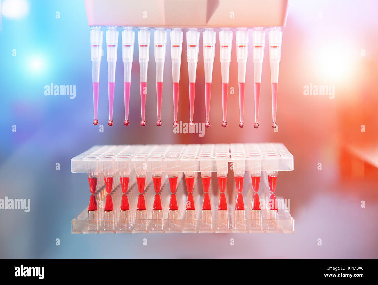 Background scientifico. Multicanale di punte di pipetta riempito con la miscela di reazione per amplificare il DNA in sacche di plastica. Questa immagine è tonica. Foto Stock