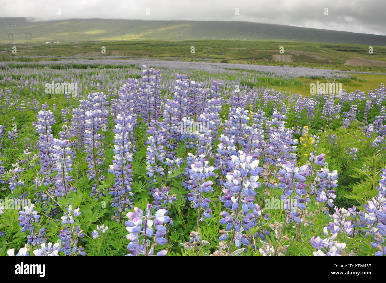 Di lupino, lupinus, wolfsbohne, feigbohne, BLUME, blüte, blüten, blütenstand, violett, lila, blütenpflanze, zwischenfrucht, isola Foto Stock