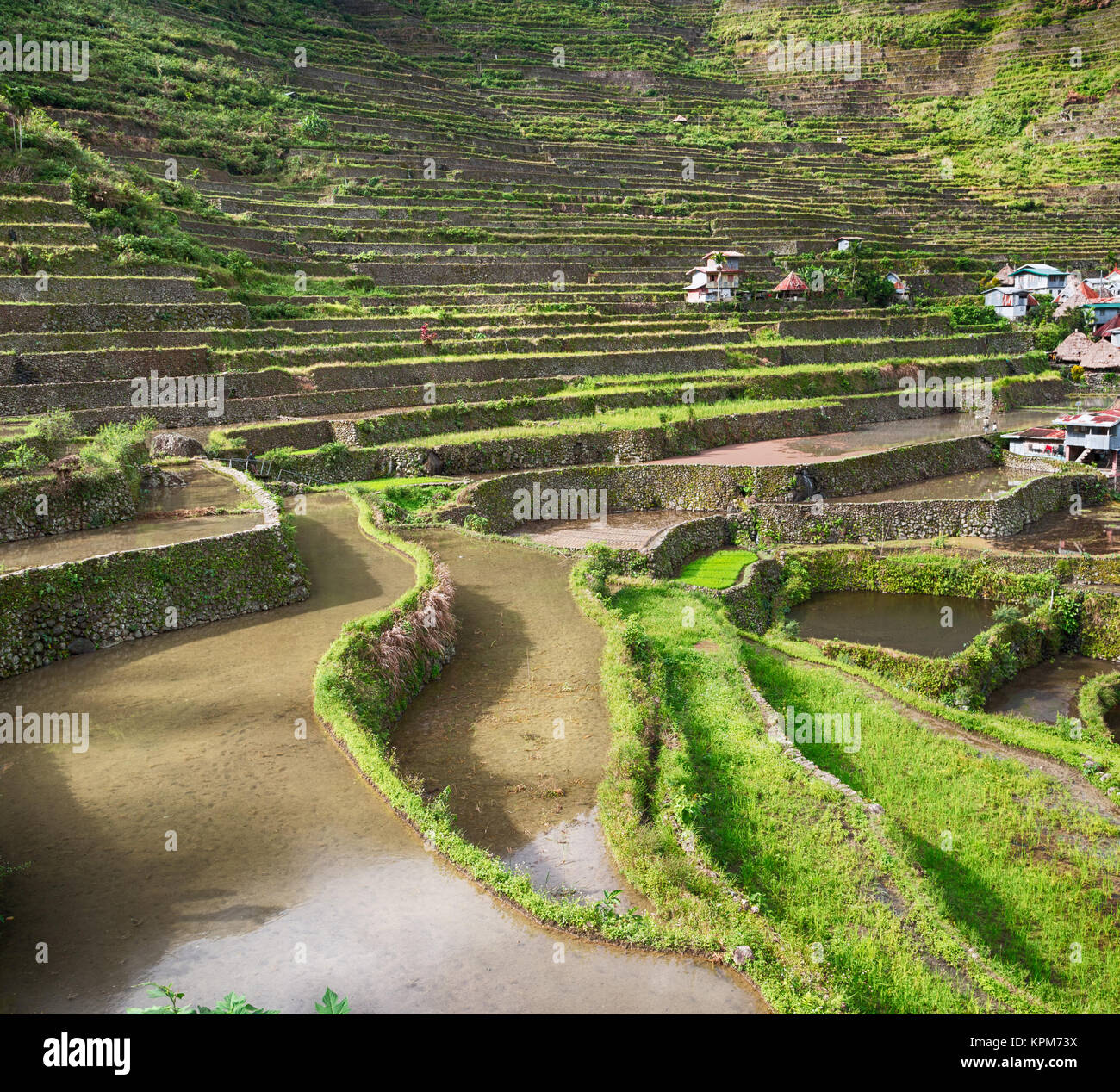 La sfocatura nelle Filippine terrazza campo per coultivation di riso di Banaue sito UNESCO Foto Stock