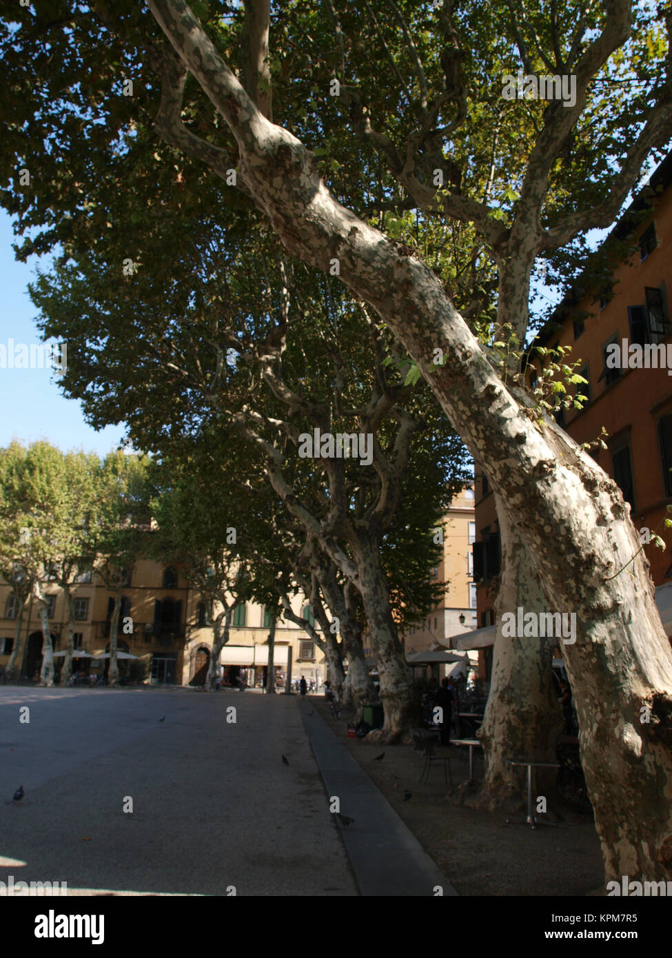 Vista della piazza Napoleone - Lucca Toscana Foto Stock
