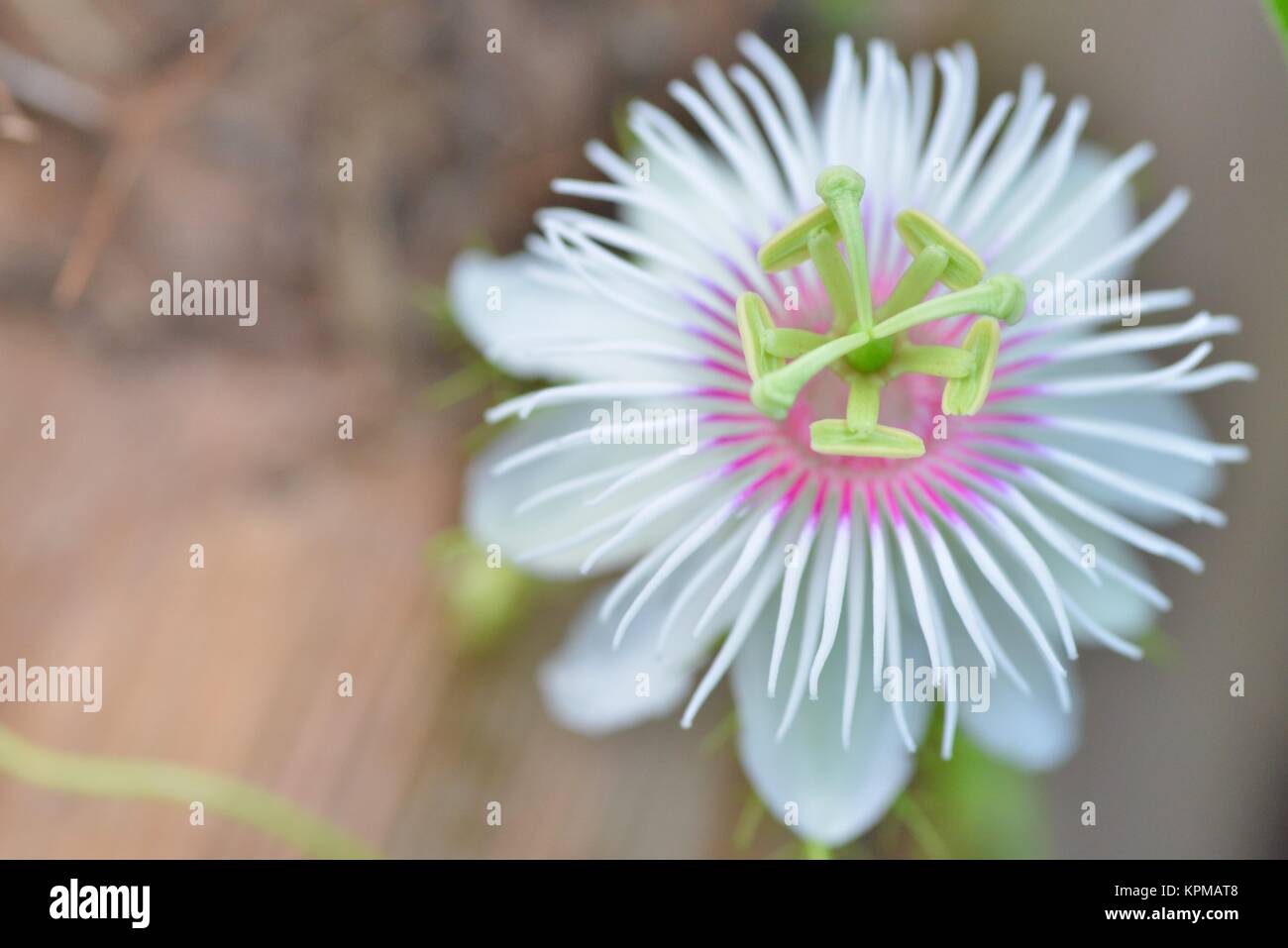 Wild granadiglie fiori, Passiflora foetida, bianco rosa viola e verde, Townsville, Queensland, Australia Foto Stock