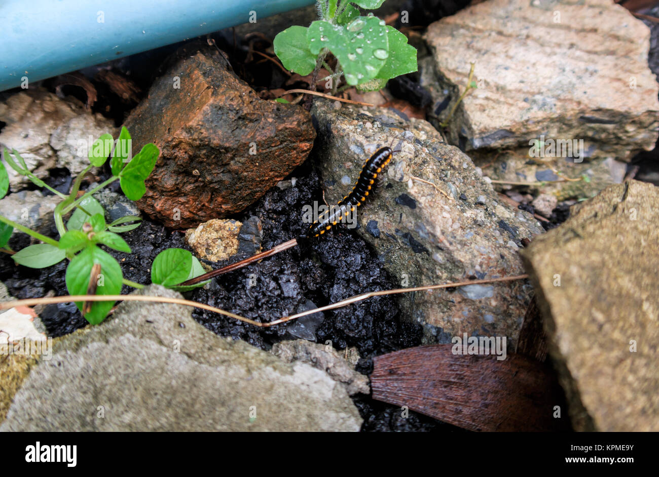 Millepiedi sul pavimento Foto Stock