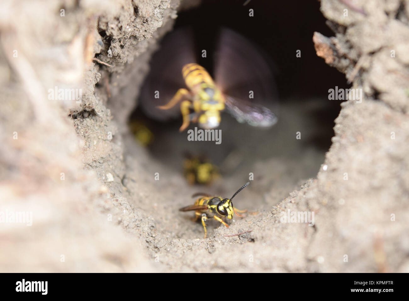 Accedere nello slot vespula vulgaris Foto Stock