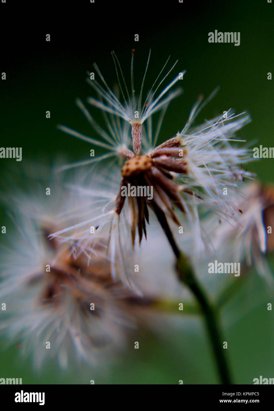 Close up - vista macro di ironweed - vernonia cinerea - monarakudumbiya ripulisca dalle erbacce in un giardino di casa in Sri Lanka Foto Stock