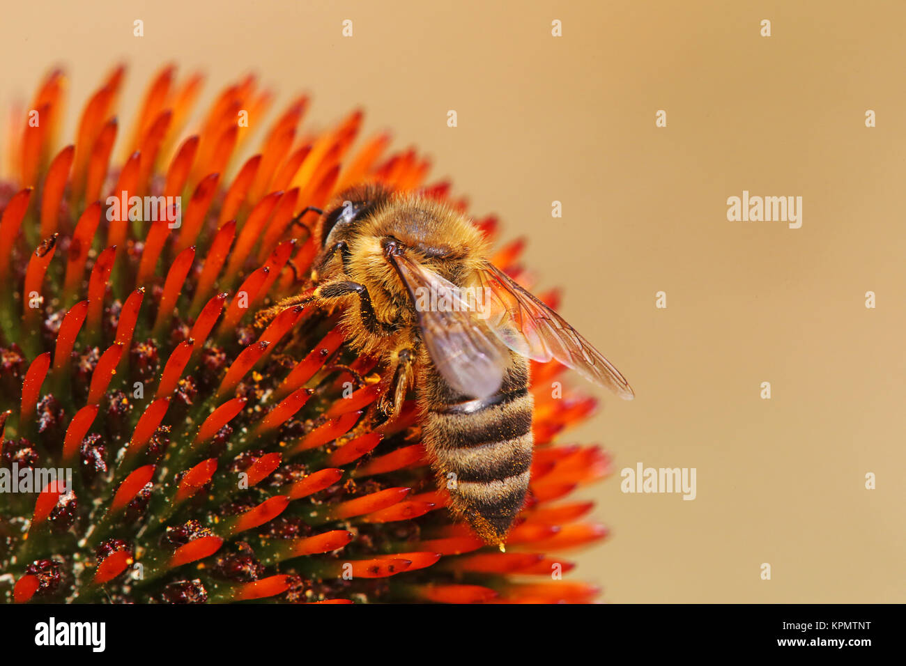 Macro shot honeybee sull'echinacea purpurea echinacea purpurea Foto Stock