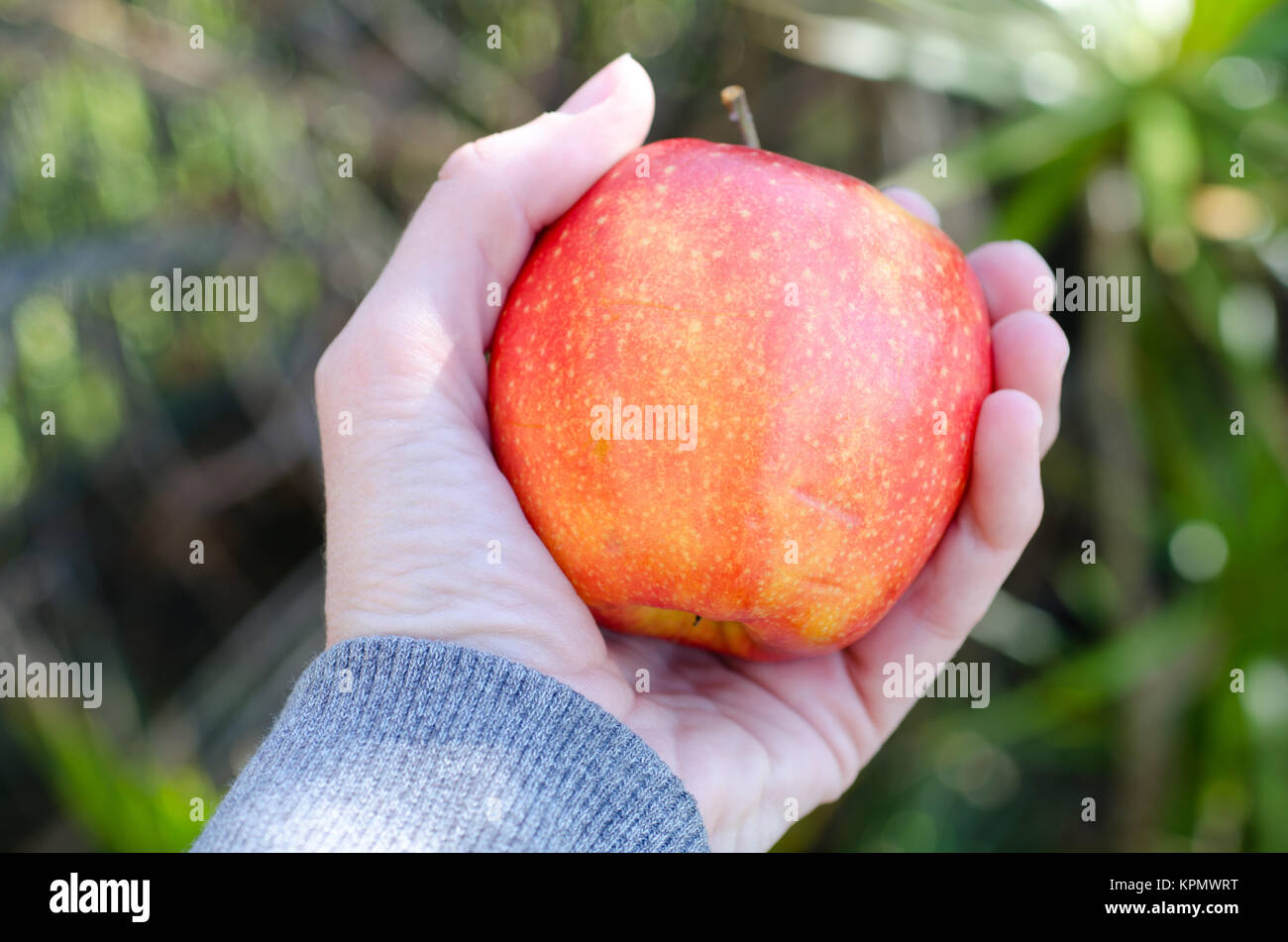 Una mano che tiene una mela rossa contro un giardino verde al di fuori dello sfondo Foto Stock