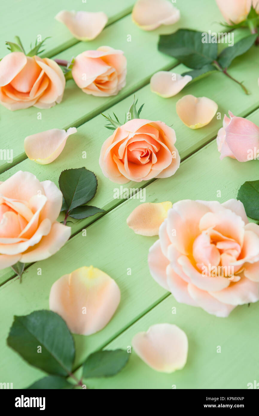 Rosenblueten colorati Foto Stock