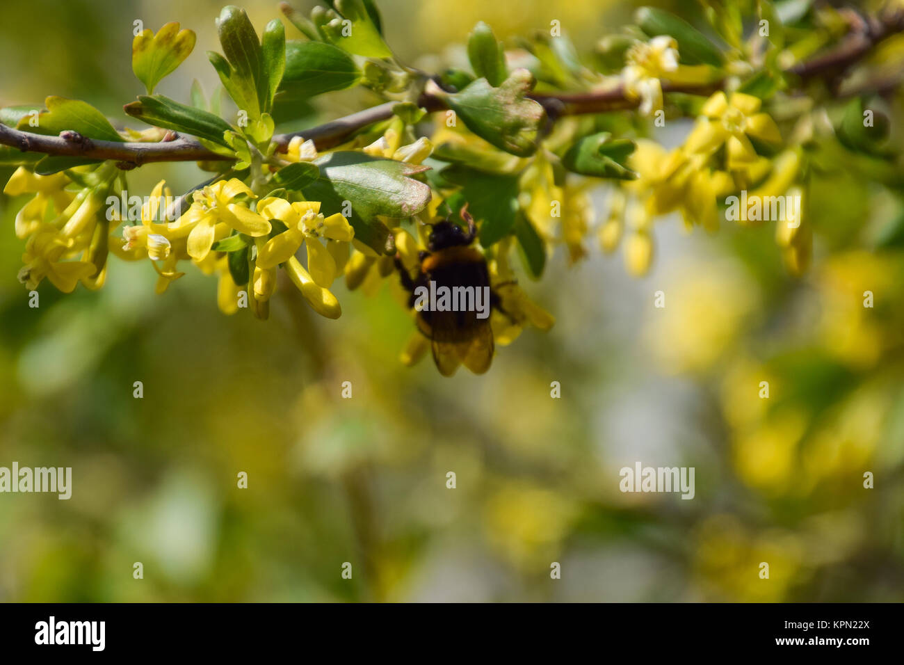 Bumblebee sui fiori di ribes dorato Foto Stock