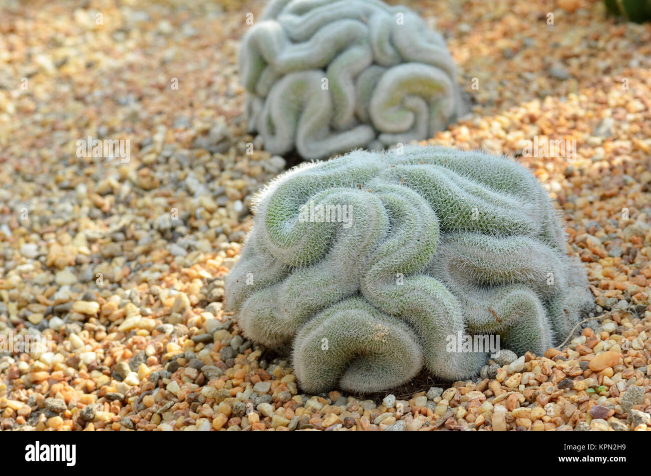 Cactus cerebrale nei giardini dalla baia di Singapore Foto Stock