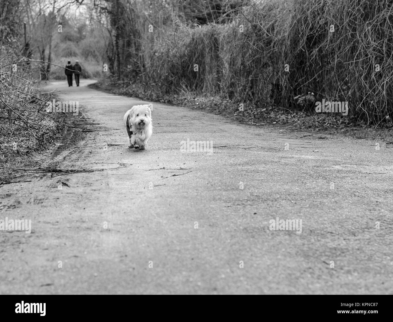 cane sulla strada da solo Foto Stock