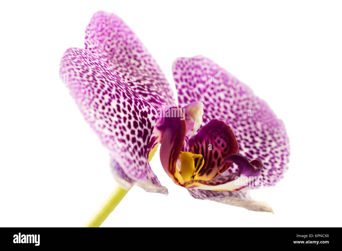 Einzelne Orchidee isoliert vor weißen Hintergrund Foto Stock
