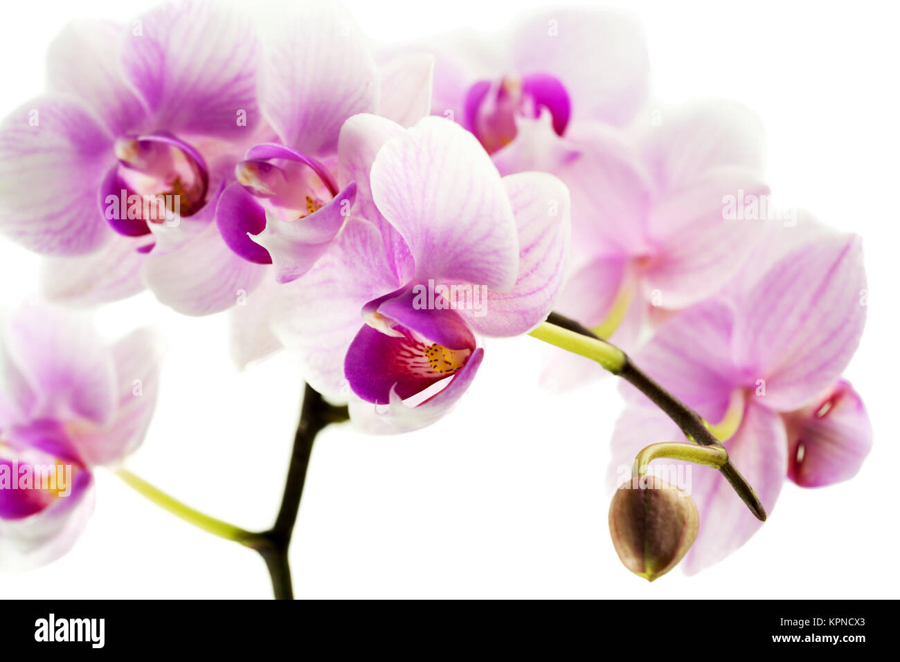 Orchidee isoliert vor weißen Hintergrund Foto Stock