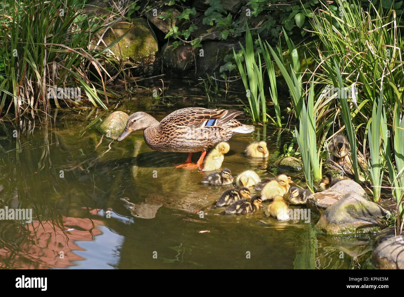 Mallard madre con i suoi anatroccoli in corrispondenza del bordo di uno stagno Foto Stock