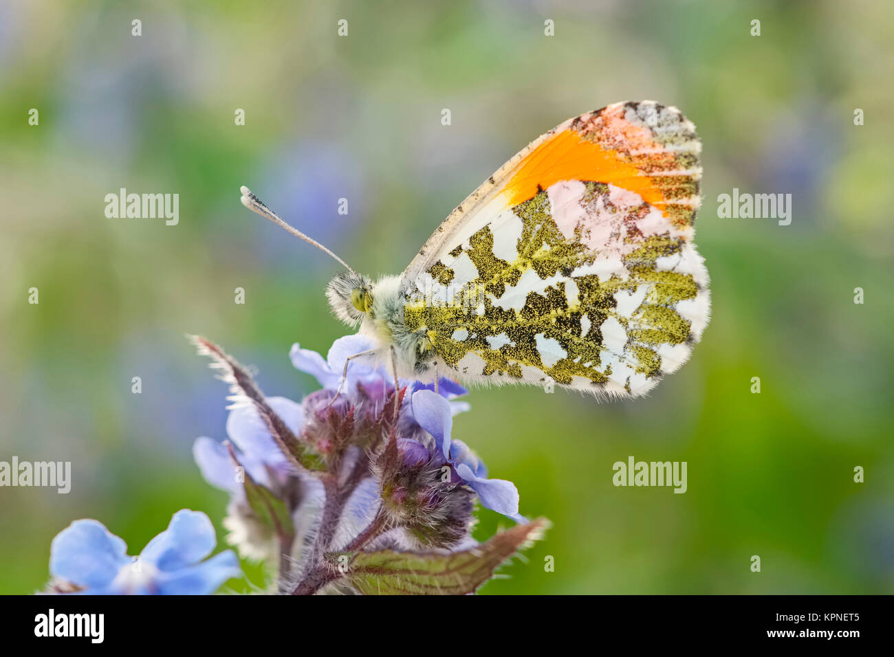 Maschio-arancione farfalla punta appoggiata sul dimenticare-me-non fiori Foto Stock