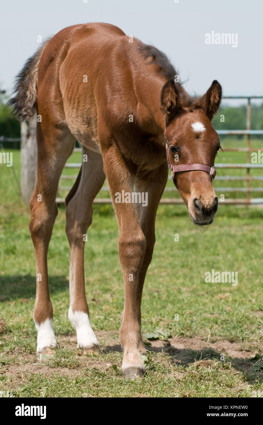Carino il cavallo. Foto Stock
