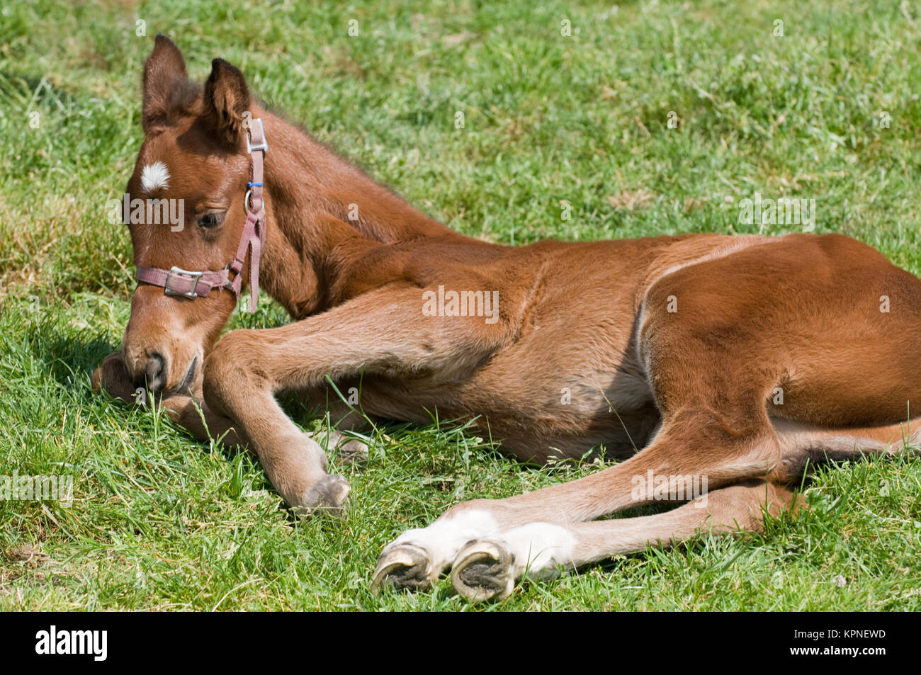 Carino in appoggio a cavallo Foto Stock