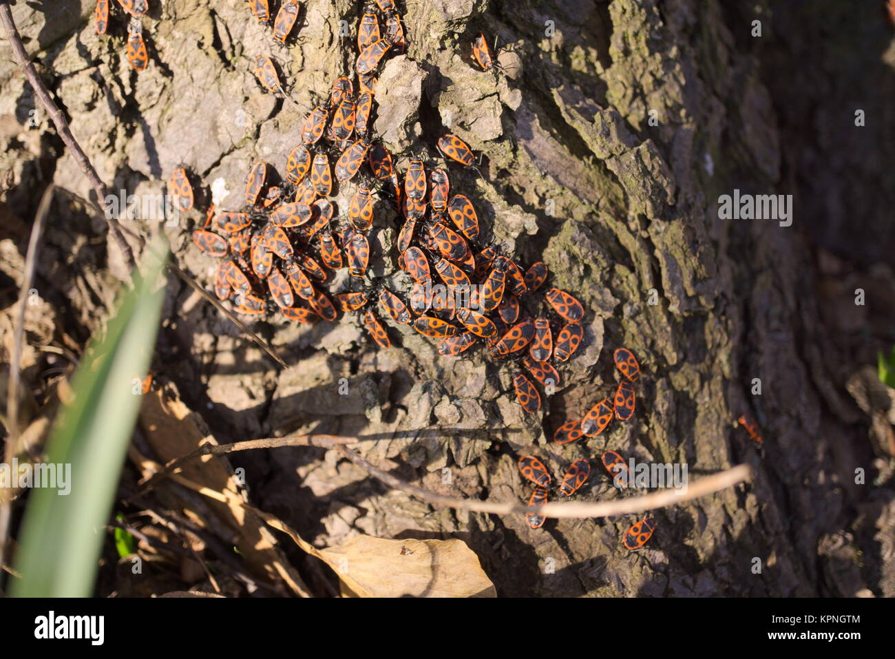 Feuerwanzen am Baumstamm Foto Stock