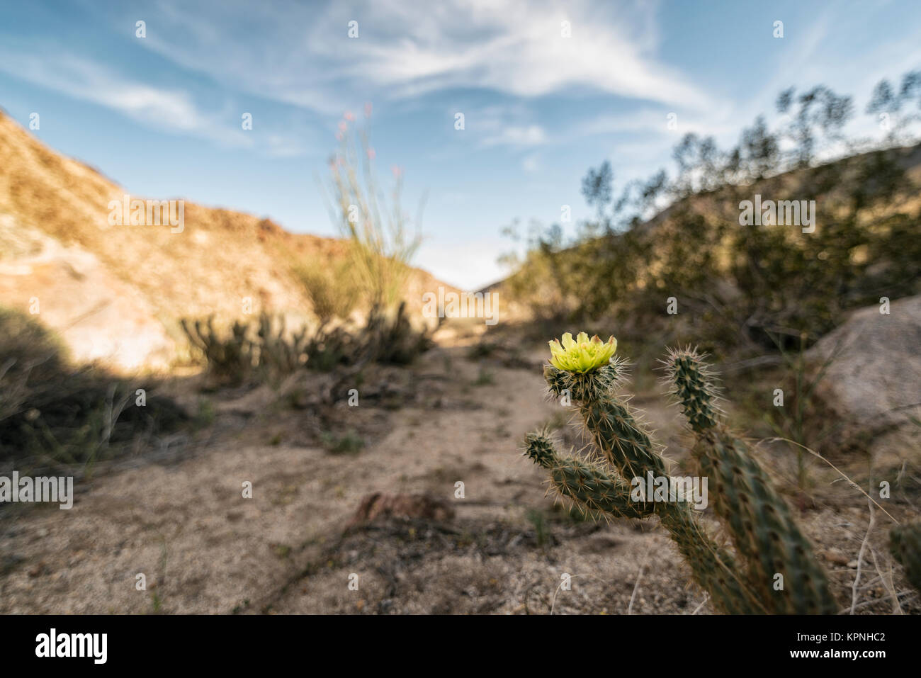 Piante del deserto in stato Anza-Borrego Park, California, Stati Uniti d'America Foto Stock