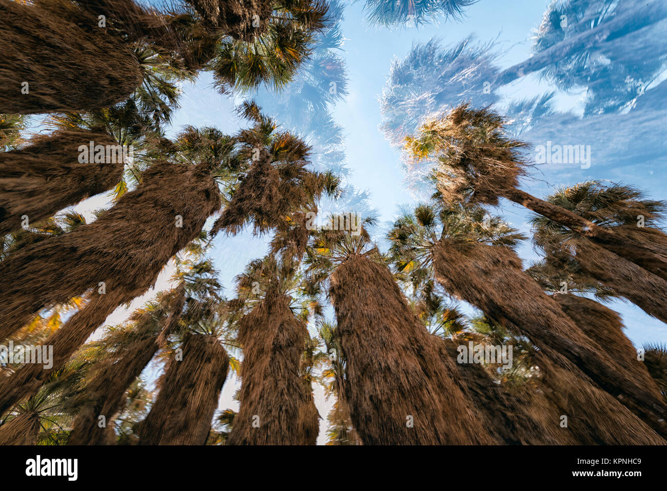 Palm oasi nel deserto Foto Stock