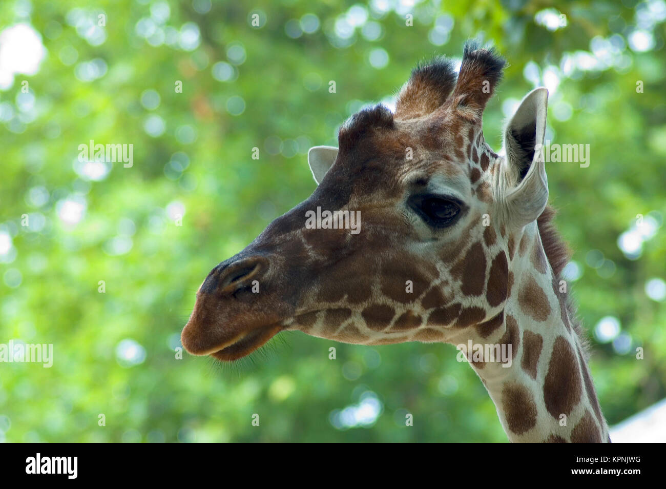 Giraffa curiosa Foto Stock