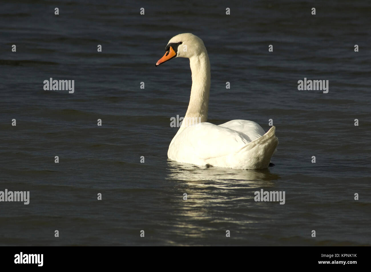 Cigno al sole Foto Stock