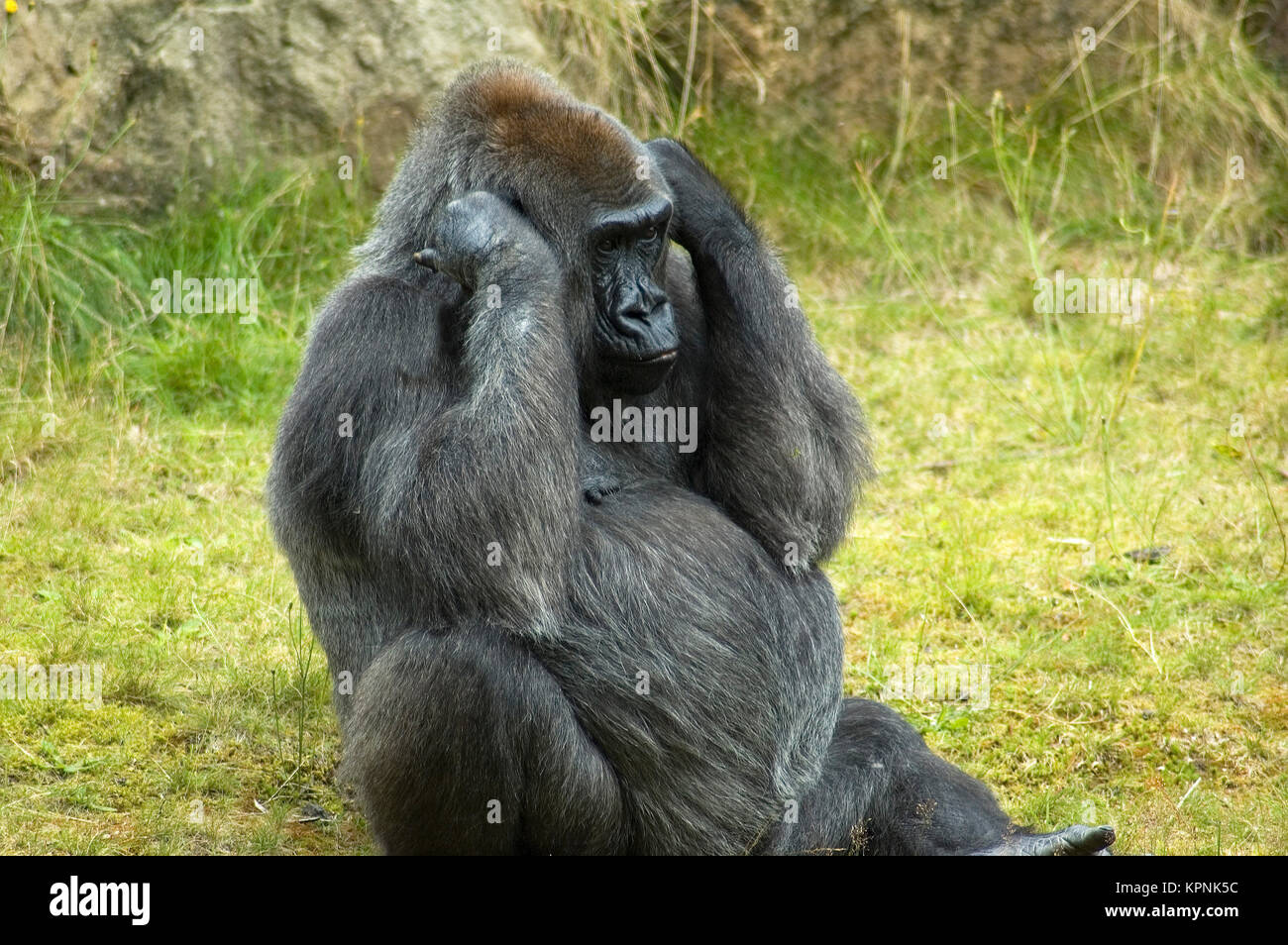 Non voglio sentire Foto Stock