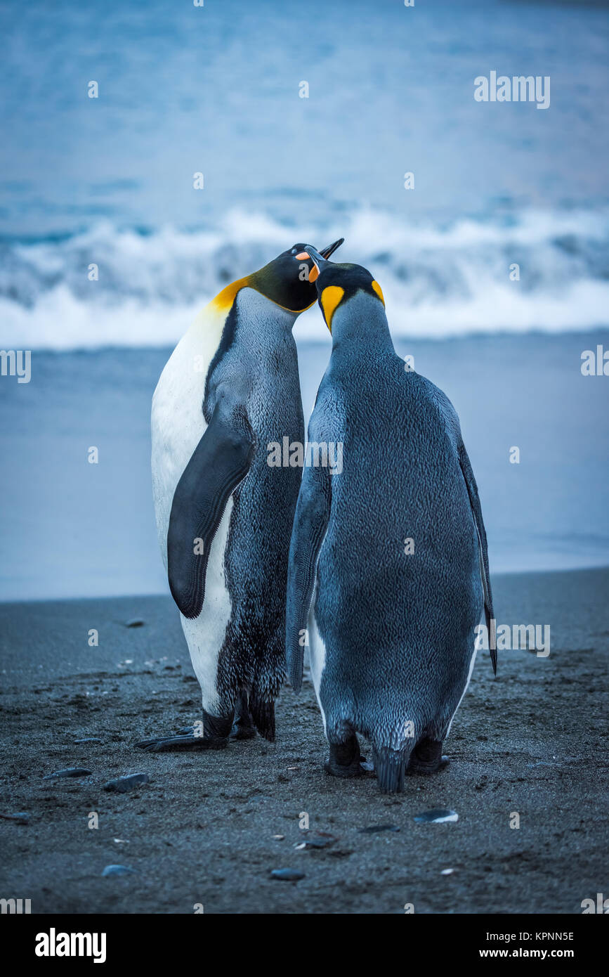 Due re pinguini toccando rostri sulla spiaggia Foto Stock
