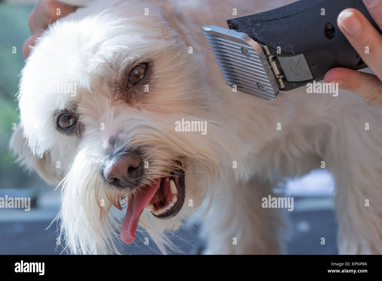 Toelettatura di un cane bianco Foto Stock