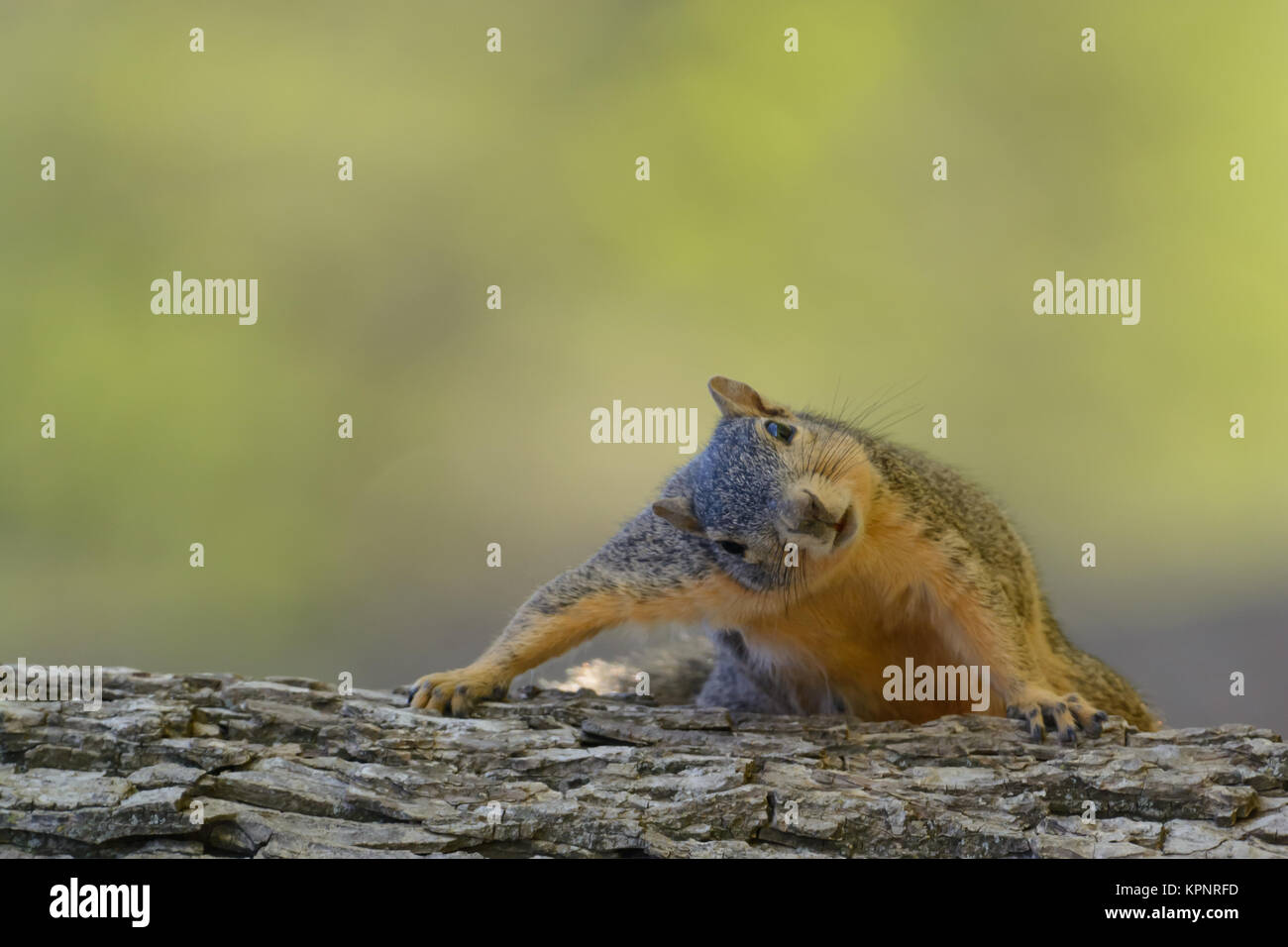 Fox Squirrel nella struttura ad albero comica, espressiva, divertente, guardando Foto Stock