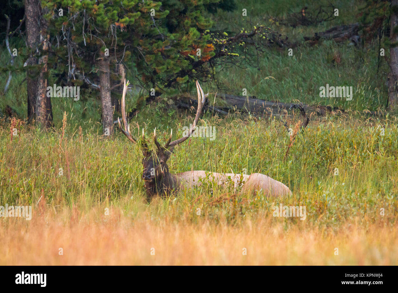Elks di Yellowstone Foto Stock