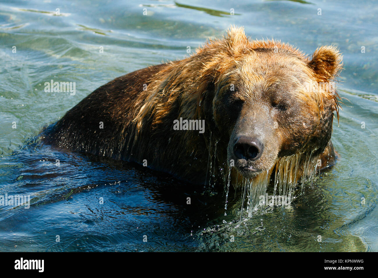 L'orso bruno (Ursus arctos) nel lago di Kurile, penisola di Kamchatka, Russia. Foto Stock