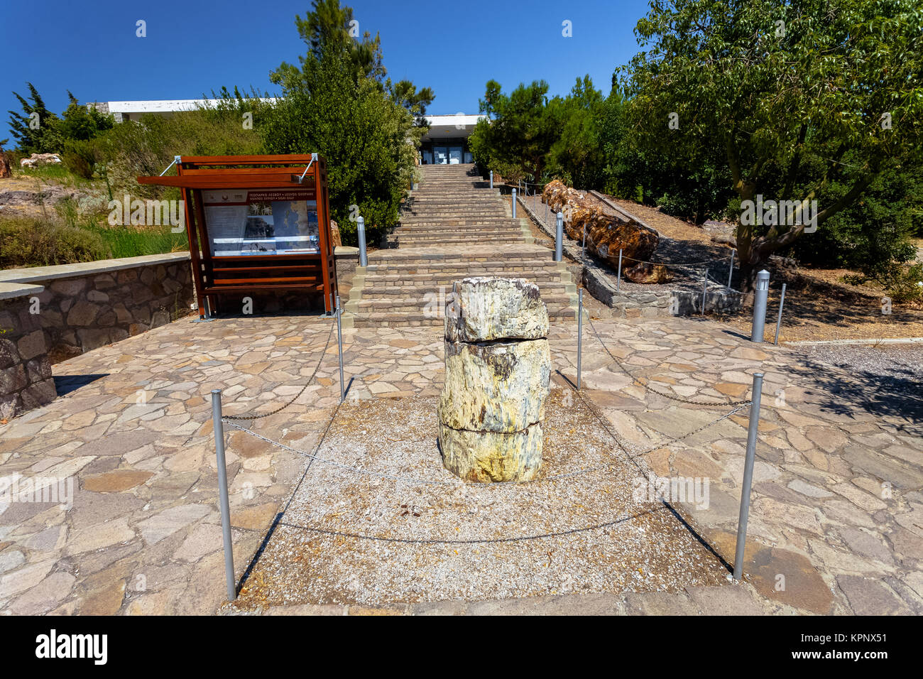 Un colorato fossilizzato tronco di albero dal geoparco UNESCO "Foresta pietrificata di Sigri' sull'isola di Lesbo in Grecia. Foto Stock