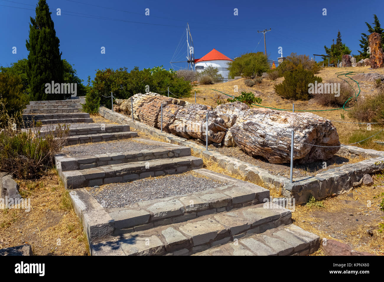 Un colorato fossilizzato tronco di albero dal geoparco UNESCO "Foresta pietrificata di Sigri' sull'isola di Lesbo in Grecia. Foto Stock