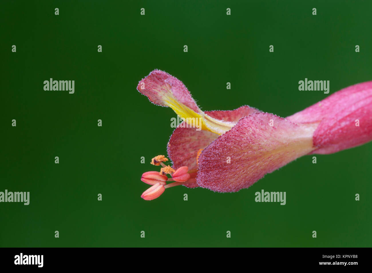Red Buckeye (Aesculus pavia) Agenzie di macro di una fine fioritura fiore tubolare. Congaree scogliere di preservare il patrimonio, Carolina del Sud, la molla. Foto Stock