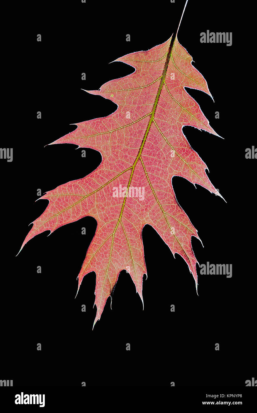 Quercia rossa foglie sulla baia di montagna (conservare una natura Conservancy conservazione) in primavera. Appena emerse le foglie di quercia sono spesso di colore rosso con antocianine. Perry Co Foto Stock