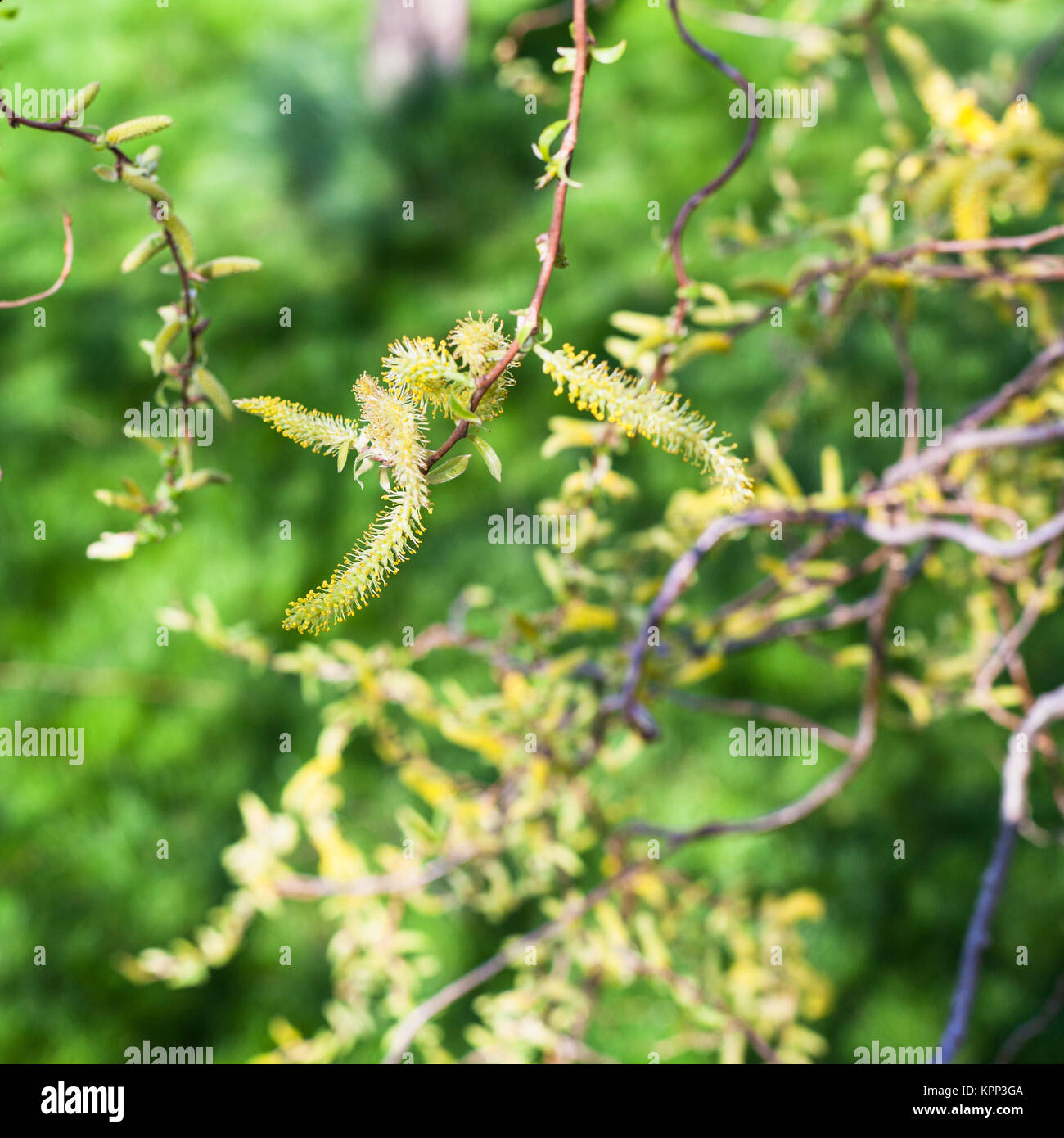 Fioritura giallo amenti del salice close up Foto Stock