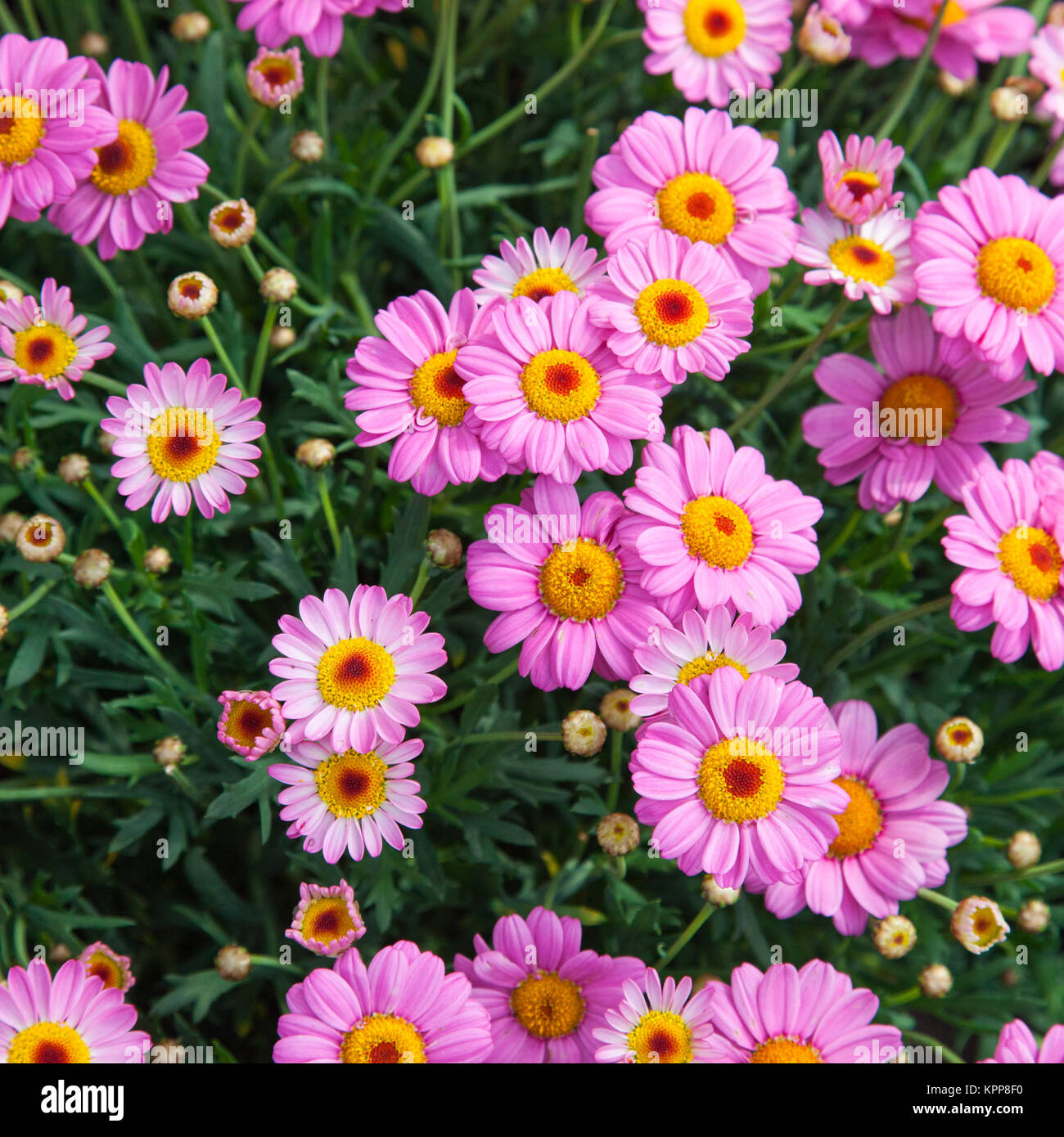 Top-shot di Marguerite rosa Foto Stock