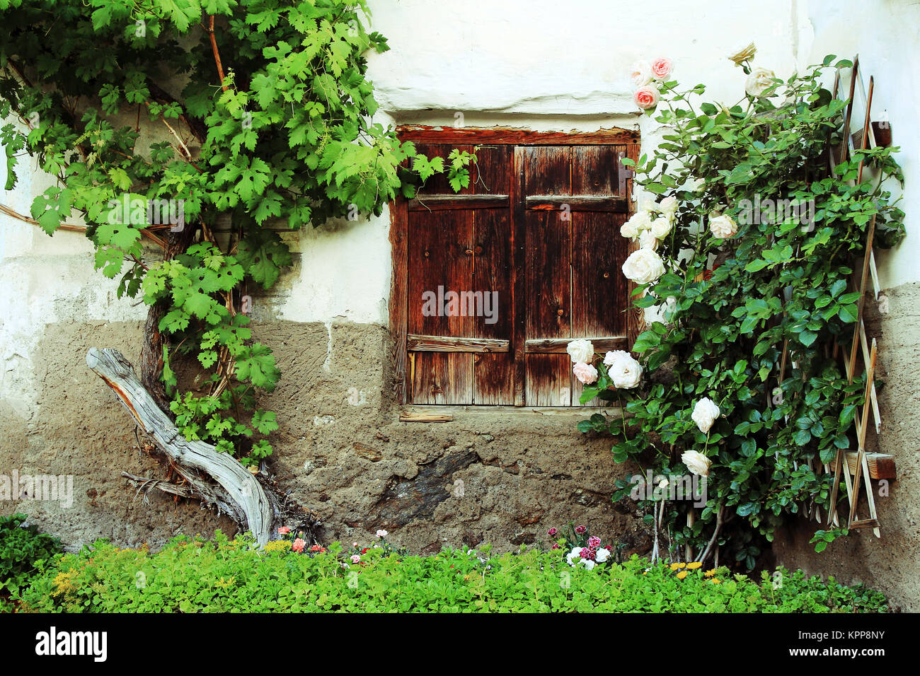 Le vecchie finestre con persiane di legno e con rose e vino Foto Stock