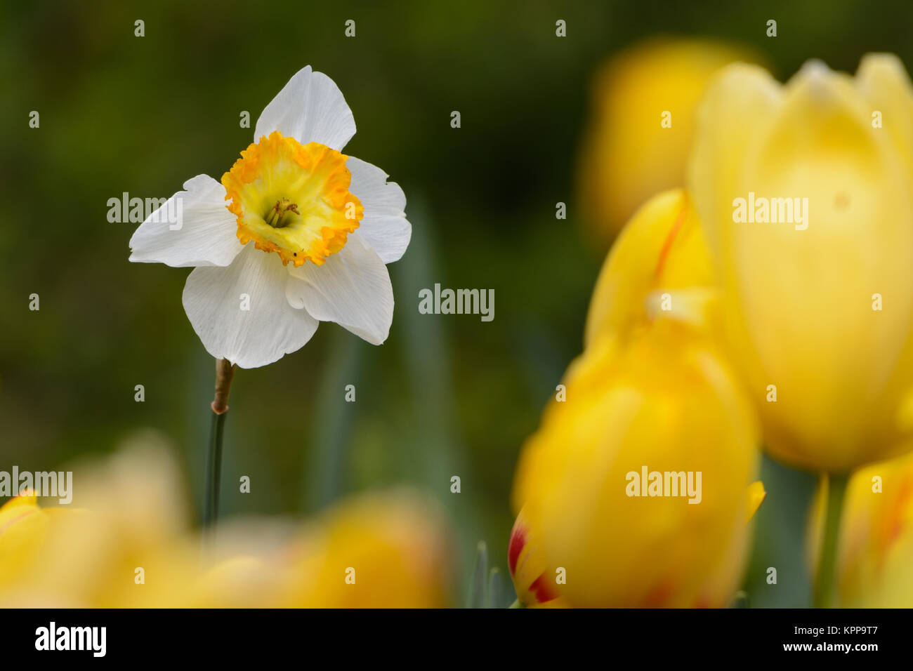 Bianco della sporgenza della Daffadil tulipano giallo sullo sfondo Foto Stock