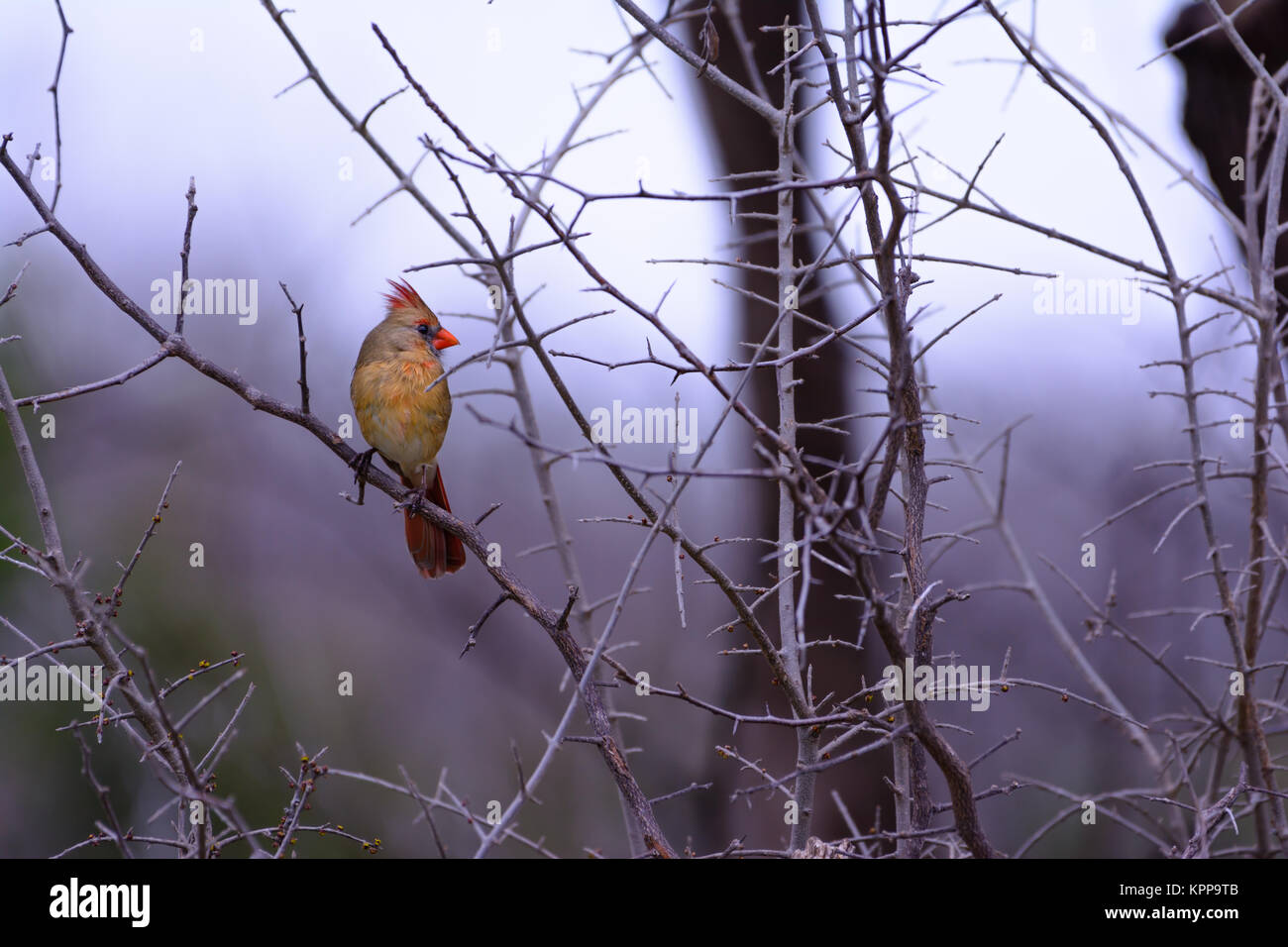 Il Cardinale femmina Bird arroccato alla ricerca ad albero diritto Foto Stock