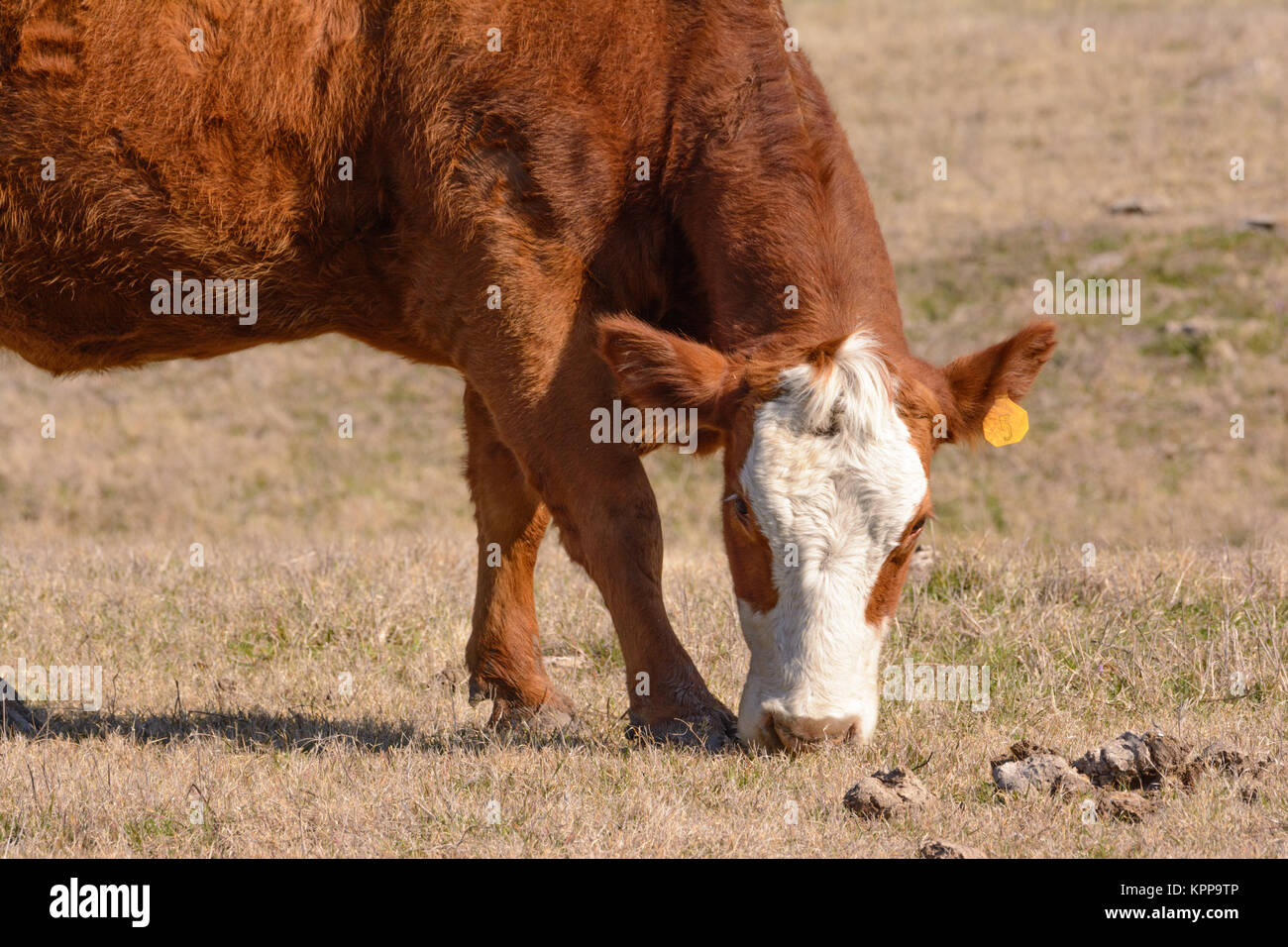 Hereford pascolo di vacca con la testa in giù mentre rivolto in avanti Foto Stock