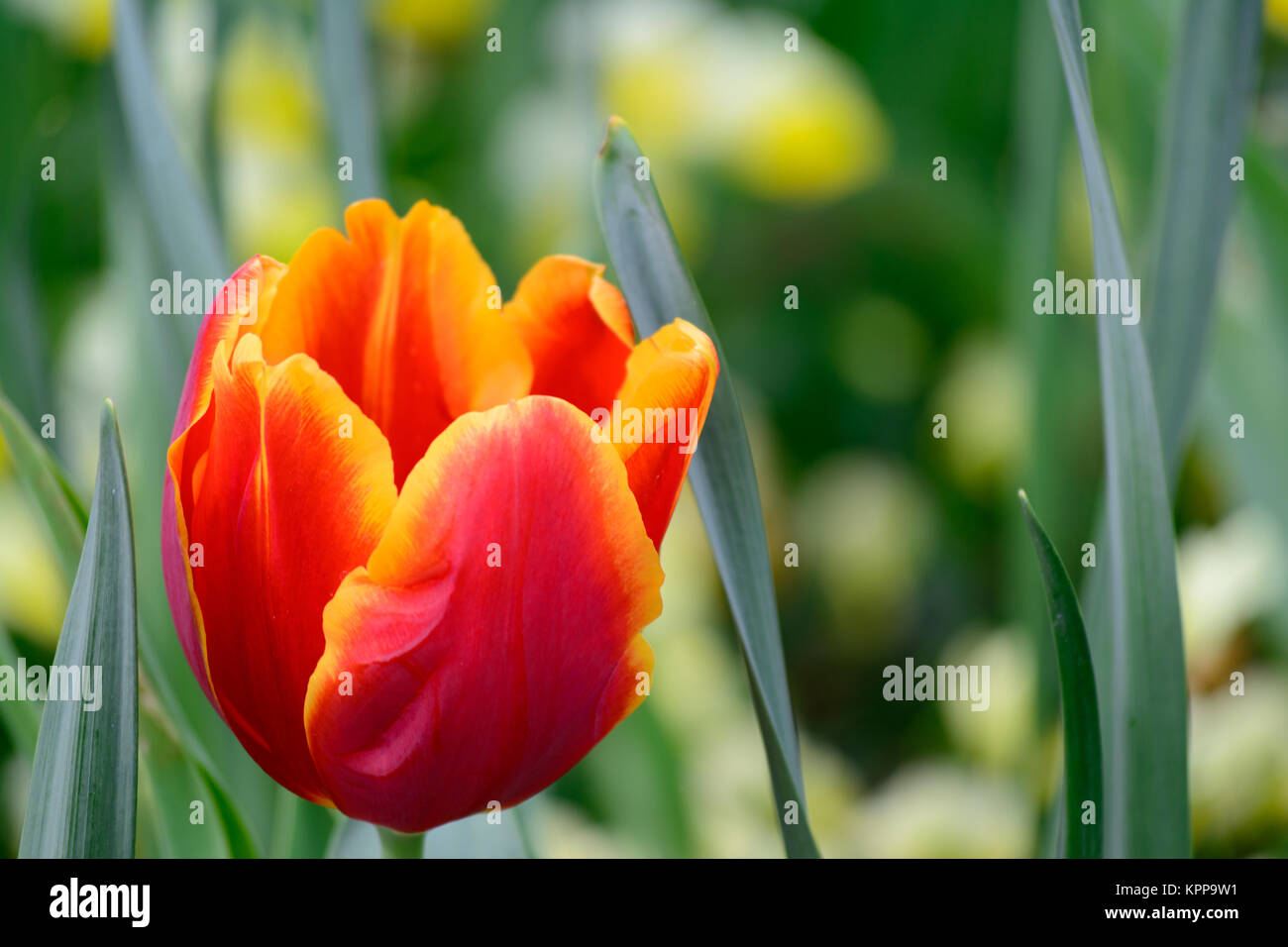 Unico giallo rosso cucita Tulip sfondo verde Foto Stock