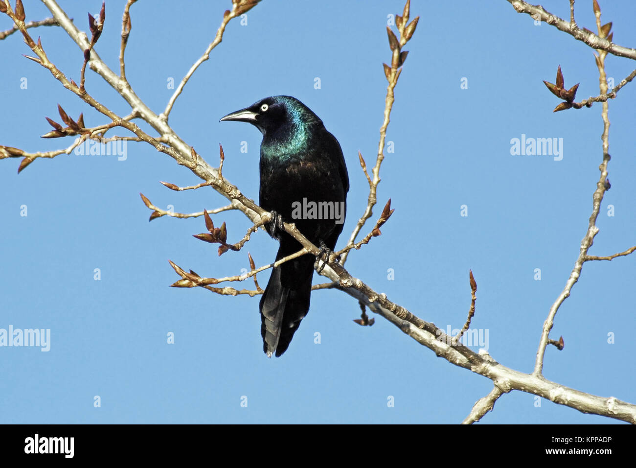 Raven appollaiato su un erba del ramo di albero in primavera. Blu brillante sullo sfondo del cielo Foto Stock