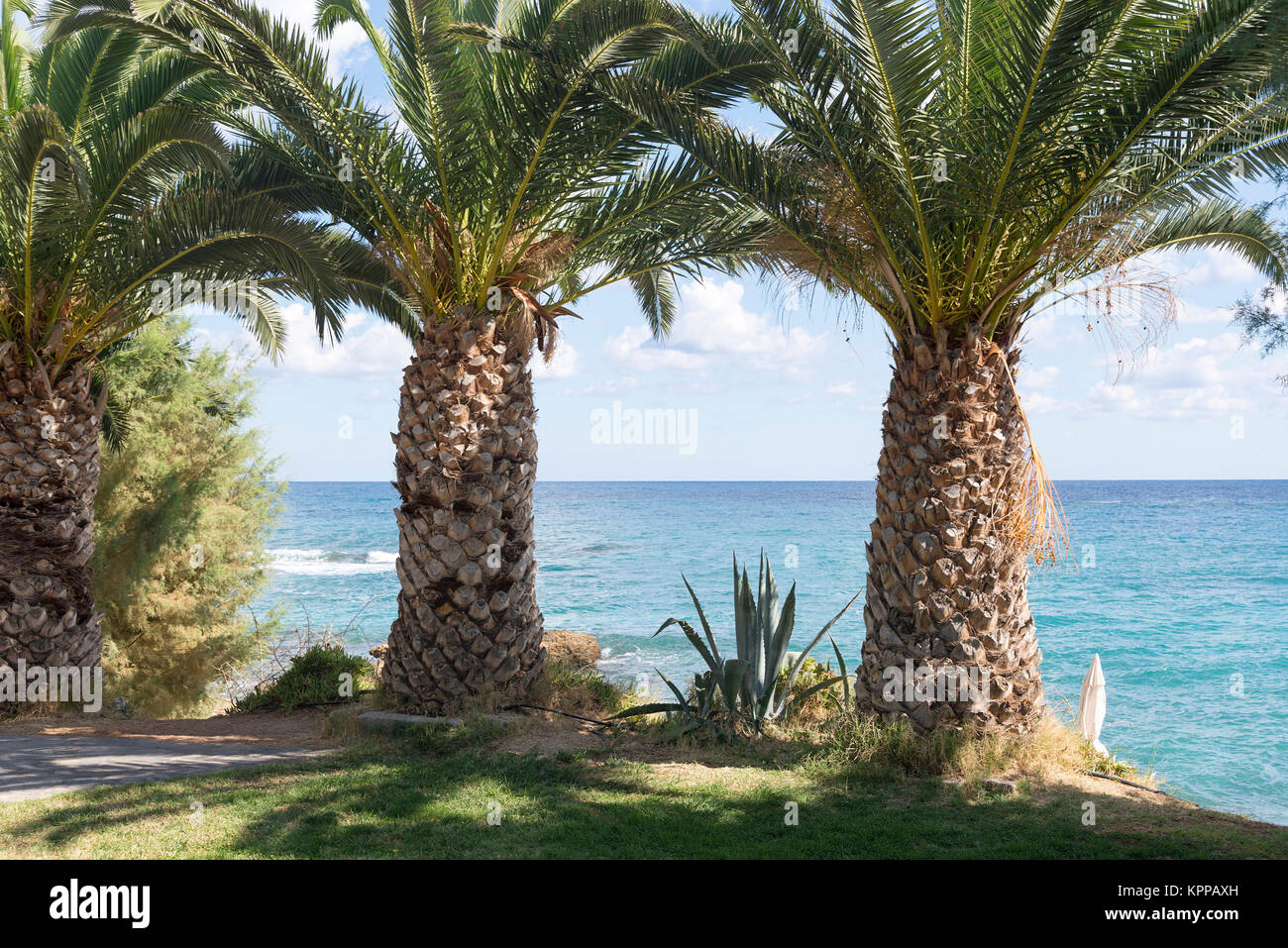 Grandi, spessi palme sulla spiaggia. L'isola di Creta, Grecia. Foto Stock