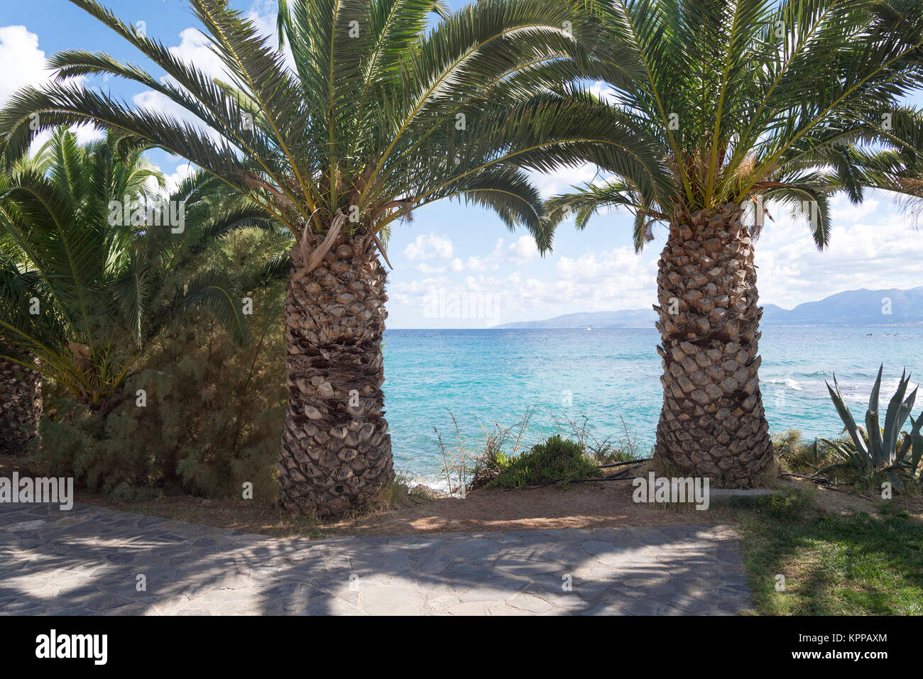 Grandi, spessi palme sulla spiaggia. L'isola di Creta, Grecia. Foto Stock