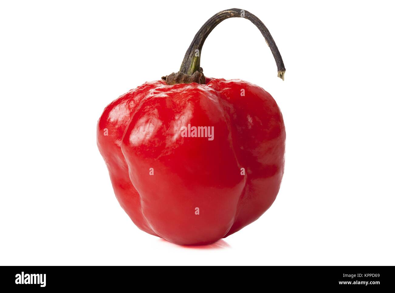 Peperoncino habanero Foto Stock