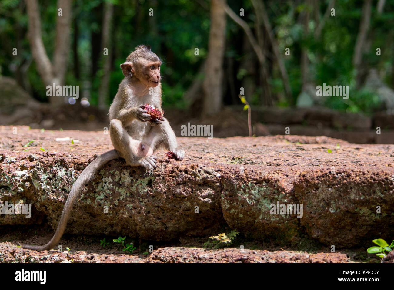 Un giovane, piccole, bambino affamato scimmia macaco mangiare e sgranocchiando una frutta rossa mentre seduto su una parete, in Cambogia, Sud Est asiatico Foto Stock