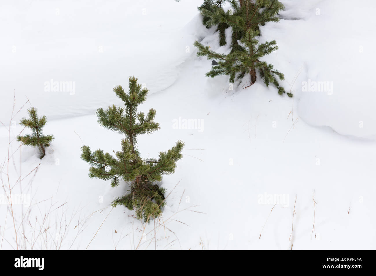 Gli abeti nel pulire il bianco della neve Foto Stock