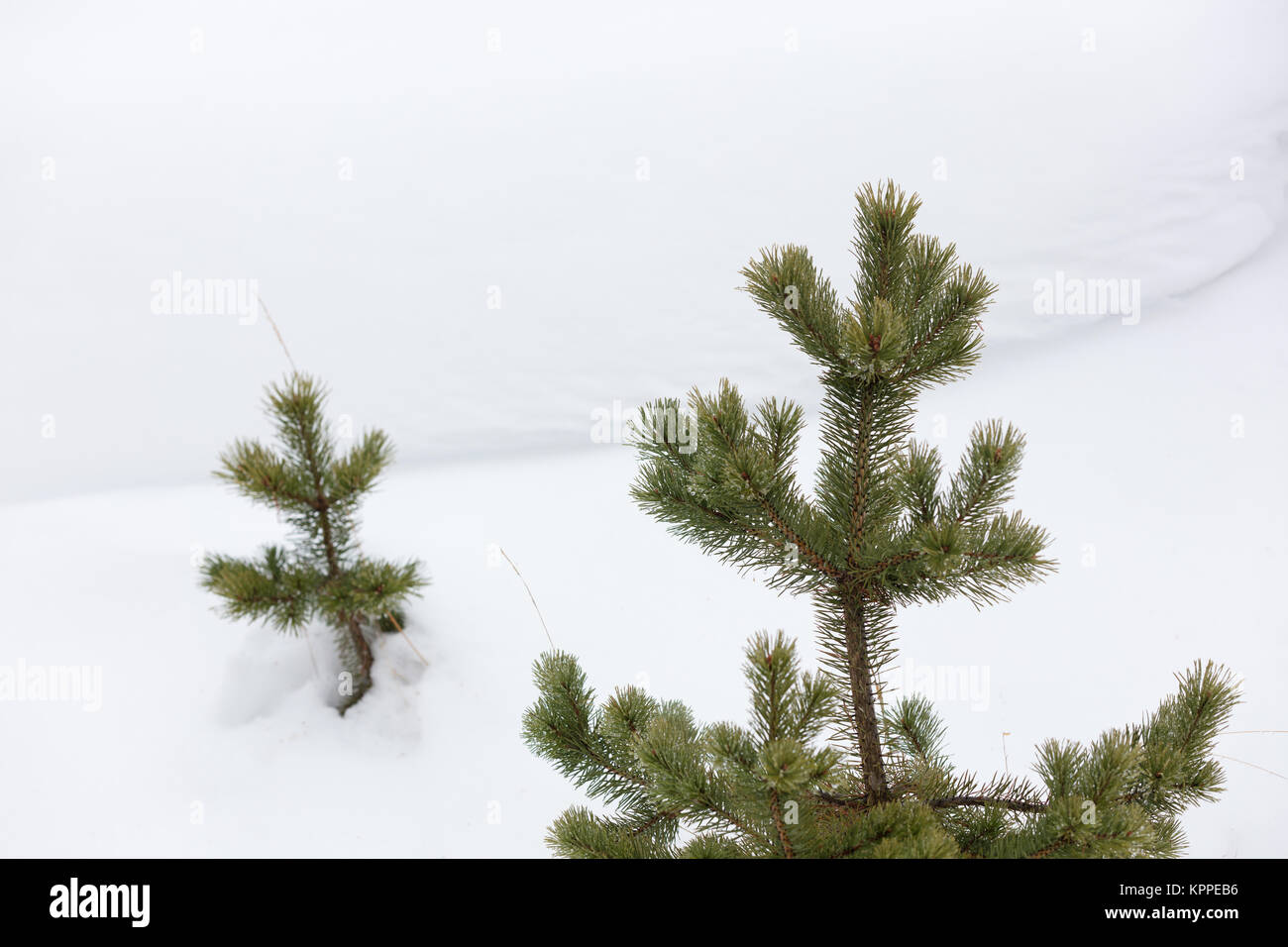 Gli abeti nel pulire la neve Foto Stock